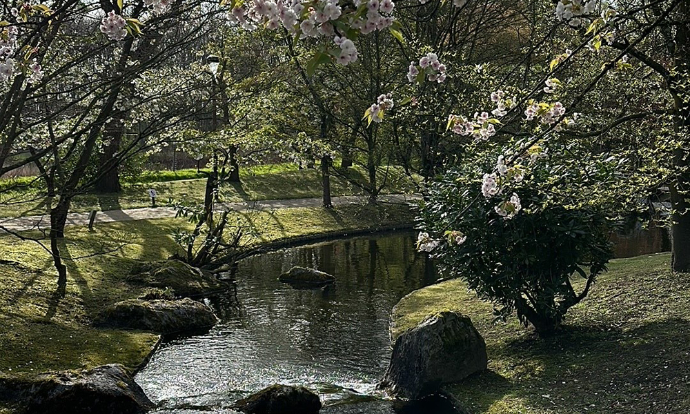 Hasseltin japanilaisessa puutarhassa kirsikkapuut olivat puhkeamaisillaan kukkaan.