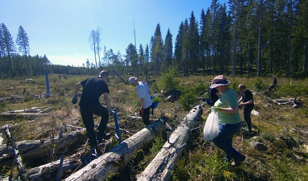 Tutkimuskeskus WANDERin biohiilipilotti Kokemäen Norrinkorvessa – kuusentaimien kasvukokeet