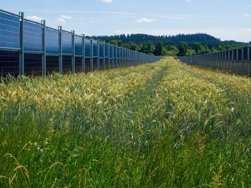 Agrivoltaic Solar Park Donaueschingen-Aasen. Valmistunut 2020 (Next2Sun AG), itään ja länteen suuntaavat bifacial eli kaksipuoleiset paneelit, ylä- ja alarivin paneelit eripäin, kokonaisteho 4,1MWp. Tämän alueen vuosituotanto on n. 4 850 MWh. Fraunhofer ISE on tehnyt voimalan alueella tutkimusta useiden vuosien ajan. Kuva Jari Mustonen.